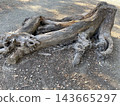 Large, weathered fallen trees and exposed roots lying on the ground. 143665297