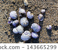 Purple and white seashells scattered on the sandy beach 143665299