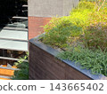 City oasis 143665402