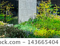 Green sunbathing 143665404