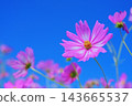 Background image of a blue sky and pink cosmos flowers. Background image of a blue sky and pink cosmos flowers. 143665537