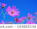 Background image of a blue sky and pink cosmos flowers. Background image of a blue sky and pink cosmos flowers. 143665538