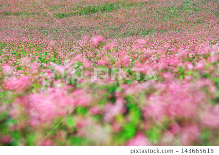 紅蕎麥麵沒有佐藤 紅蕎麥麵沒有佐藤 143665618