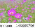 A field of beautifully blooming pink cosmos flowers, background material. A field of beautifully blooming pink cosmos flowers, background material. 143665756