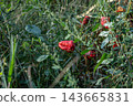 Wild Red Flowers in Green Foliage 143665831