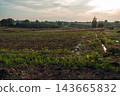 Serene Rural Landscape at Sunset 143665832