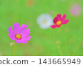 A background image featuring a beautiful bokeh effect in a field of cosmos flowers. A background image featuring a beautiful bokeh effect in a field of cosmos flowers. 143665949
