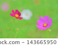 A background image featuring a beautiful bokeh effect in a field of cosmos flowers. A background image featuring a beautiful bokeh effect in a field of cosmos flowers. 143665950