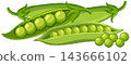 Fresh Green Pea Pods and Loose Peas Vector Illustration 143666102