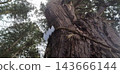 The sacred tree on the main approach to Hakusan Hime Shrine 143666144