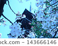 東寺五重塔與櫻花（京都，春季） 143666146