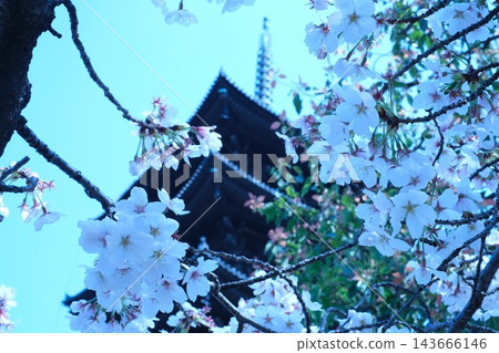 東寺五重塔與櫻花（京都，春季） 143666146