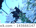 東寺五重塔被櫻花環繞（京都，春季） 143666147