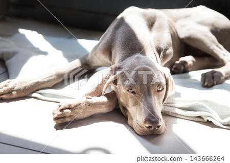 Close-up view of a sleek Weimaraner dog lying on a blanket on the floor with its head resting on its paws, looking directly at the camera while sunbathing in a bright patch of sunlight Close-up view of a sleek Weimaraner dog lying on a blanket on the floor with its head resting on its paws, looking directly at the camera while sunbathing in a bright patch of sunlight 143666264