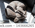 High-angle shot of a silver-grey Weimaraner dog tightly curled up and sleeping peacefully on a soft blanket inside a bright patch of natural sunlight. 143666265