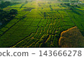 Beautiful sunrise over green rice fields and mountain landscape in countryside 143666278
