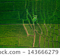 Beautiful sunrise over green rice fields and mountain landscape in countryside 143666279