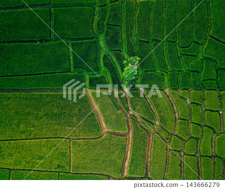 Beautiful sunrise over green rice fields and mountain landscape in countryside Beautiful sunrise over green rice fields and mountain landscape in countryside 143666279
