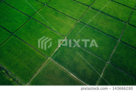 Beautiful sunrise over green rice fields and mountain landscape in countryside Beautiful sunrise over green rice fields and mountain landscape in countryside 143666280