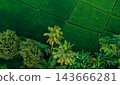Top down aerial view of lush green rice paddy fields and tropical palm trees 143666281