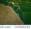 Aerial view showing contrast between green rice field and dry brown harvested crop field 143666282