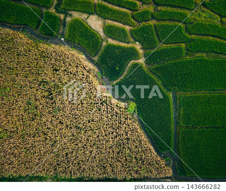 Aerial view showing contrast between green rice field and dry brown harvested crop field 143666282