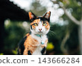 Close-up portrait of a cute calico cat with a light blue collar looking at the camera against a blurred green background 143666284