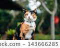 Close-up portrait of a cute calico cat with a light blue collar looking at the camera against a blurred green background 143666285