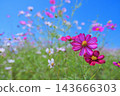 A refreshing scene of cosmos flowers in full bloom against a blue sky, evoking images of nature and plants. A refreshing scene of cosmos flowers in full bloom against a blue sky, evoking images of nature and plants. 143666303