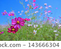 A refreshing scene of cosmos flowers in full bloom against a blue sky, evoking images of nature and plants. A refreshing scene of cosmos flowers in full bloom against a blue sky, evoking images of nature and plants. 143666304