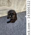 Looking black cat 143666322