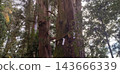 The sacred tree that stands tall on the main approach to Hakusan Hime Shrine 143666339