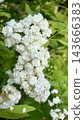 white small ball 143666383