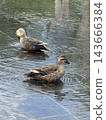 Ducks bathing 143666384