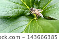 A bee perched on a leaf 143666385