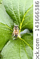 A bee perched on a leaf 143666386