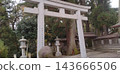 The torii gate and giant cedar trees of Hakusan Hime Shrine 143666506