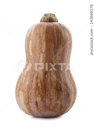Pumpkin Butternut Squash isolated on a white background Pumpkin Butternut Squash isolated on a white background 143666576