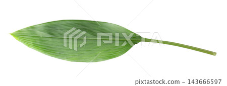 Ginger and ginger leaves isolated on white background Ginger and ginger leaves isolated on white background 143666597