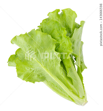 Lettuce Romain isolated on a transparent background Lettuce Romain isolated on a transparent background 143666598