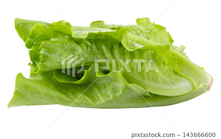 Lettuce Romain isolated on a transparent background Lettuce Romain isolated on a transparent background 143666600