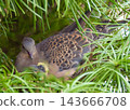 花園樹上的一個斑鳩巢。這是斑鳩親鳥和兩天前孵化的小斑鳩。 143666708