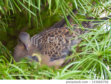 花園樹上的一個斑鳩巢。這是斑鳩親鳥和兩天前孵化的小斑鳩。 花園樹上的一個斑鳩巢。這是斑鳩親鳥和兩天前孵化的小斑鳩。 143666708