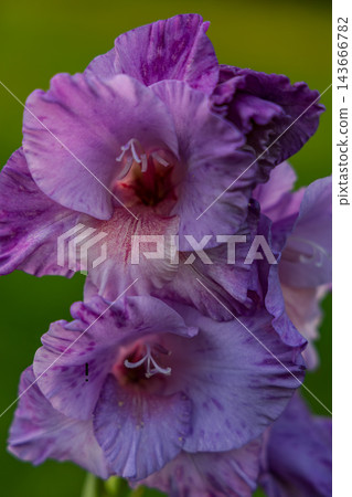 Purple flowers bloom in the garden under sunlight during springtime Purple flowers bloom in the garden under sunlight during springtime 143666782