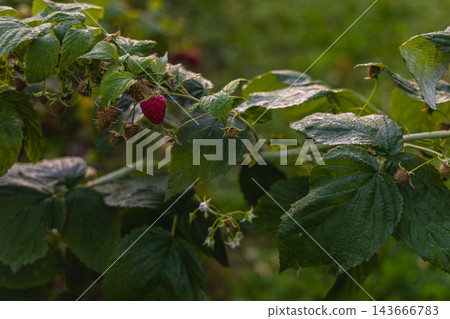 Raspberry plant with ripe fruit and green leaves in a garden 143666783