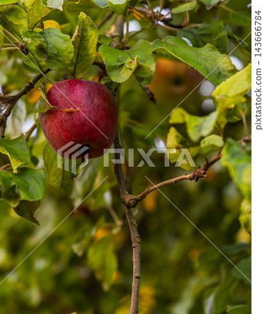 Red apple hanging from a branch in a garden during autumn season Red apple hanging from a branch in a garden during autumn season 143666784