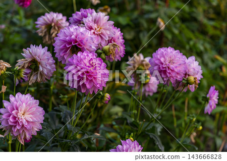 Bright purple flowers bloom in a garden during daytime Bright purple flowers bloom in a garden during daytime 143666828