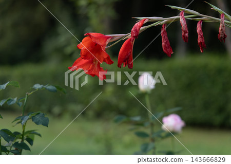 Bright red flowers on a plant with green leaves in a garden setting Bright red flowers on a plant with green leaves in a garden setting 143666829