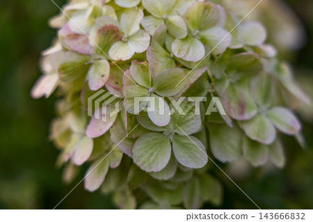 Close-up view of hydrangea flowers in a garden setting Close-up view of hydrangea flowers in a garden setting 143666832