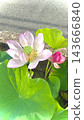 Lotus flower in a water vase 143666840
